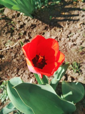 Kırmızı güzel lale, doğal arka plan. 