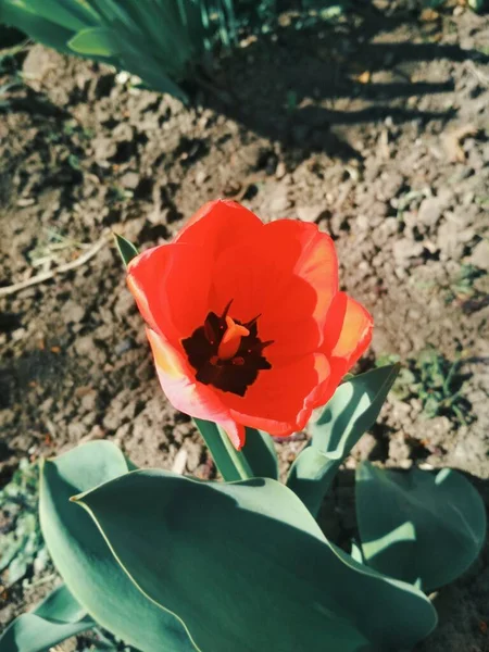 Rojo Hermoso Tulipán Fondo Natural —  Fotos de Stock