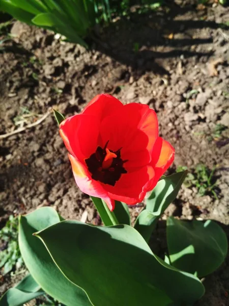 Red Beautiful Tulip Natural Background — Stock Photo, Image