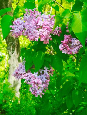 Çiçekli güzel leylak, doğal arkaplan. 
