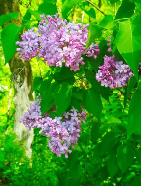 Çiçekli güzel leylak, doğal arkaplan. 