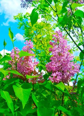 Çiçekli güzel leylak, doğal arkaplan. 