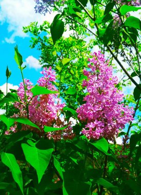 Çiçekli güzel leylak, doğal arkaplan. 