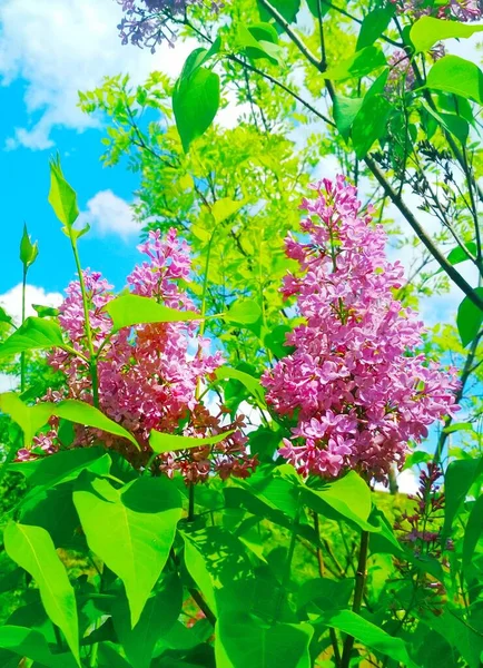 Schöner Flieder Blüte Natürlicher Hintergrund — Stockfoto