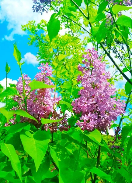 Beautiful Lilac Blossom Natural Background — Stock Photo, Image