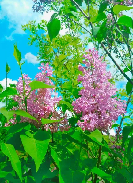 Schöner Flieder Blüte Natürlicher Hintergrund — Stockfoto