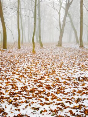 Sihirli sisli bir ormanda ilk kar, doğal arka plan. 