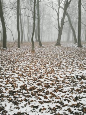 Sihirli sisli bir ormanda ilk kar, doğal arka plan. 