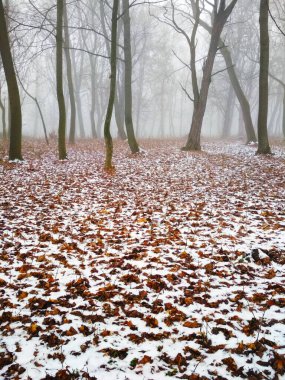 Sihirli sisli bir ormanda ilk kar, doğal arka plan. 