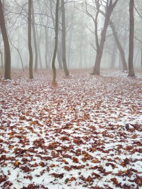 Sihirli sisli bir ormanda ilk kar, doğal arka plan. 