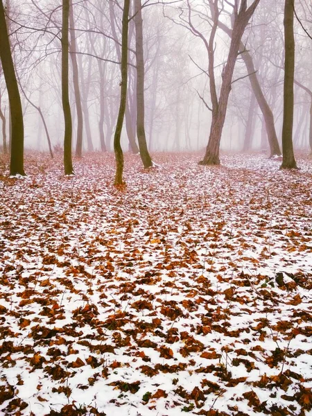 Primera Nieve Bosque Niebla Mágica Fondo Natural —  Fotos de Stock