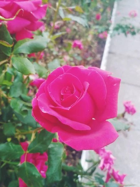 Bella Rosa Rossa Perfezione Naturale — Foto Stock