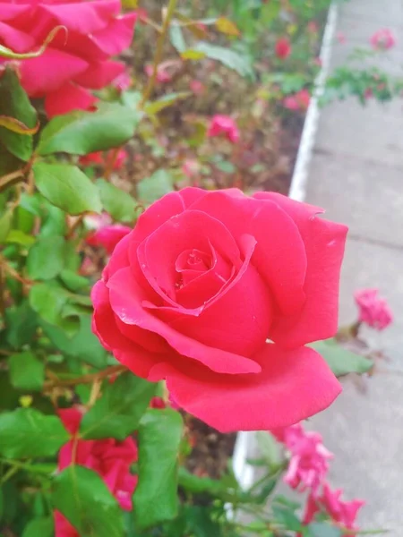 Mooie Rode Roos Natuurlijke Perfectie — Stockfoto