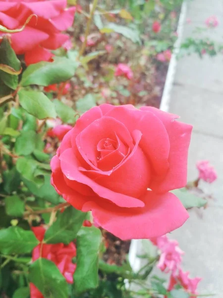 Красивая Красная Роза Природное Совершенство — стоковое фото