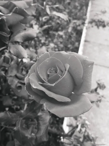 Hermosa Rosa Roja Perfección Natural — Foto de Stock