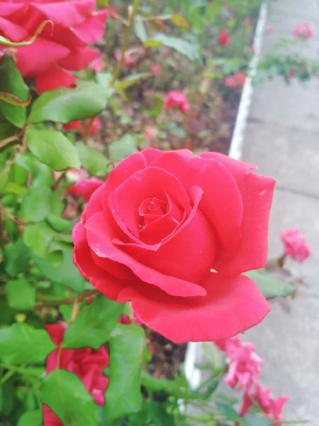 Hermosa Rosa Roja Perfección Natural — Foto de Stock