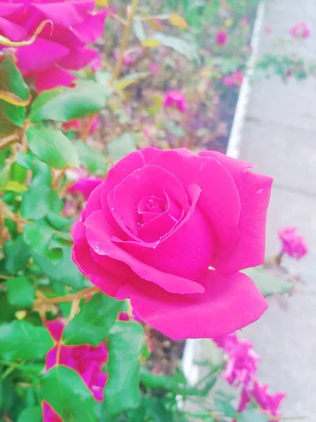 Hermosa Rosa Roja Perfección Natural — Foto de Stock