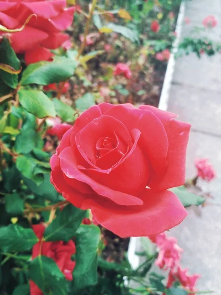 Hermosa Rosa Roja Perfección Natural — Foto de Stock