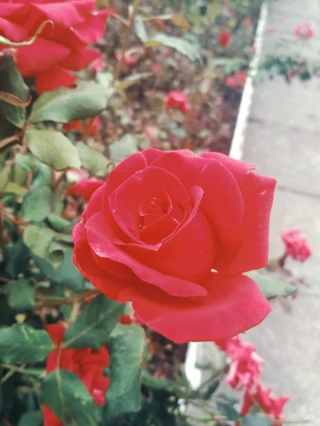 Krásná Červená Růže Přírodní Dokonalost — Stock fotografie