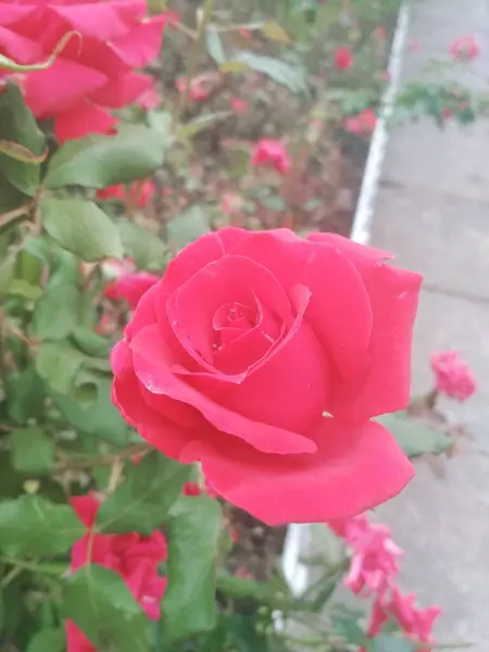 Όμορφο Κόκκινο Τριαντάφυλλο Φυσική Τελειότητα — Φωτογραφία Αρχείου