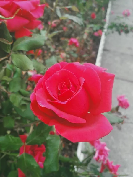 Hermosa Rosa Roja Perfección Natural — Foto de Stock