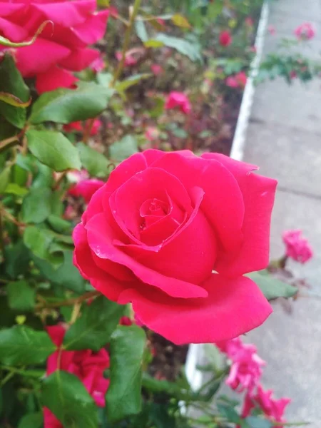 Bella Rosa Rossa Perfezione Naturale — Foto Stock