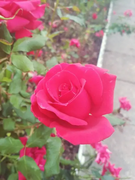 Hermosa Rosa Roja Perfección Natural — Foto de Stock