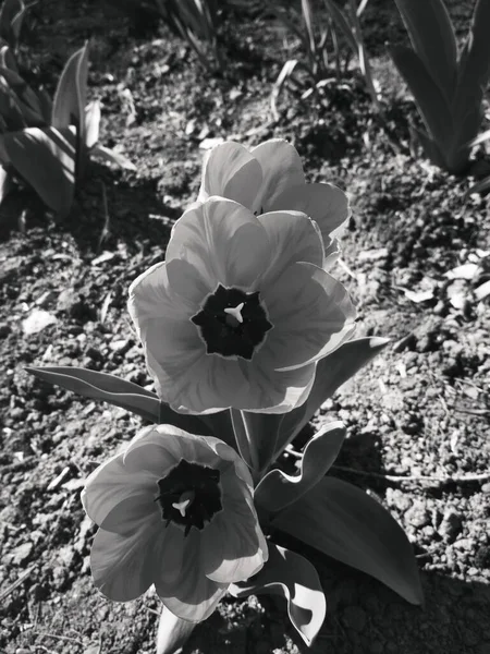 Vermelho Belas Tulipas Fundo Natural — Fotografia de Stock