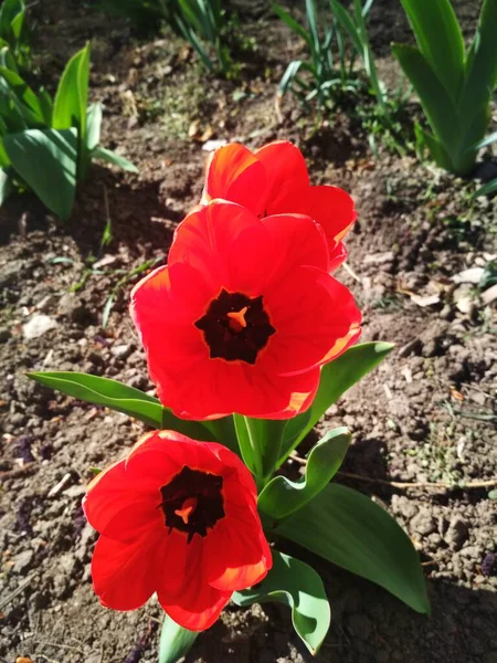 Red Beautiful Tulips Natural Background — Stock Photo, Image