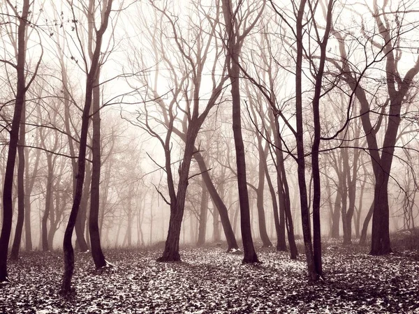 Première Neige Dans Une Forêt Brumeuse Magique Fond Naturel — Photo