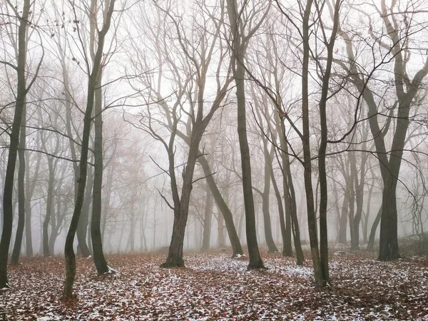 Der Erste Schnee Einem Magischen Nebelwald Natürlicher Hintergrund — Stockfoto