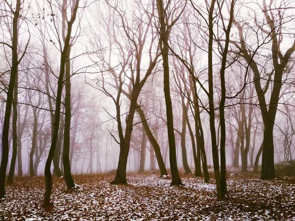 Première Neige Dans Une Forêt Brumeuse Magique Fond Naturel — Photo