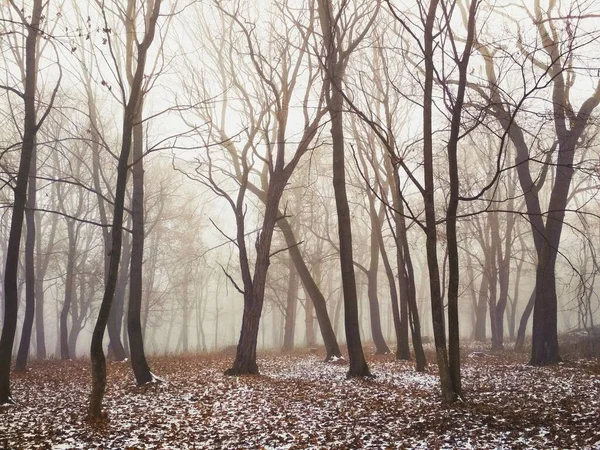 Première Neige Dans Une Forêt Brumeuse Magique Fond Naturel — Photo