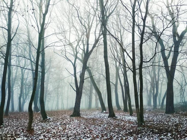 Première Neige Dans Une Forêt Brumeuse Magique Fond Naturel — Photo