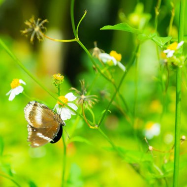 kelebek bahçe beyaz çiçek oturmak
