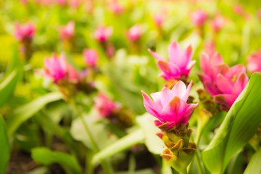 Bahar arka plan ile yumuşak odak üstünde pembe çiçek alan