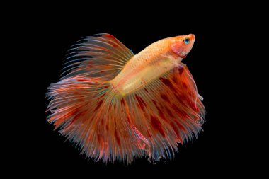 Renkli daha iyi balık, Siyam mücadele balık hareket izole siyah arka plan üzerine