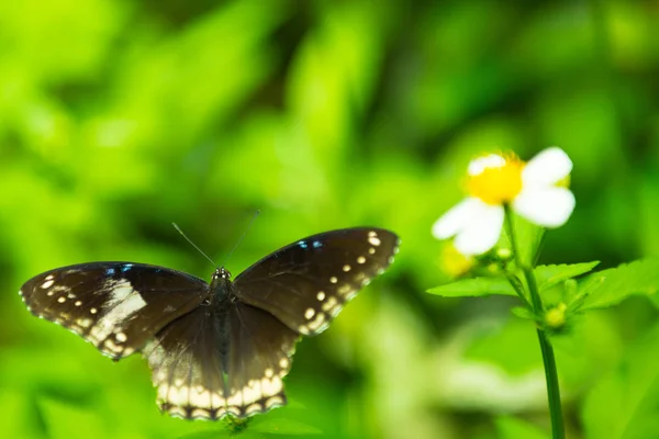 Butterfly Sit Green Leaf Soft Fucus Background — Stock Photo, Image