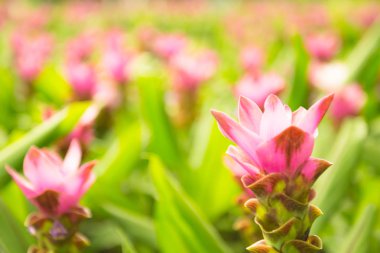 Yumuşak odak arka plan ile alan pembe çiçek açan bir çiçek