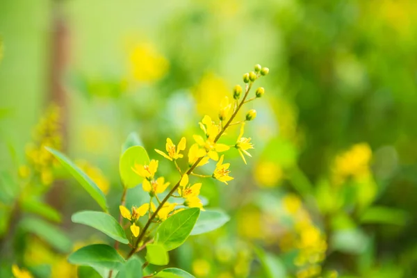 Весенний Фон Мягким Акцентом Красивые Желтые Цветы Саду — стоковое фото