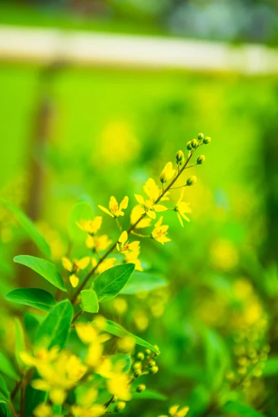 春天的背景 柔和的焦点在花园里绽放的黄色花朵 — 图库照片