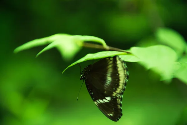 Kelebek Yeşil Yaprak Yumuşak Fucus Arka Plan Ile Oturmak — Stok fotoğraf