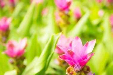 Pembe çiçek açan alan çiçekli bahar arka plan