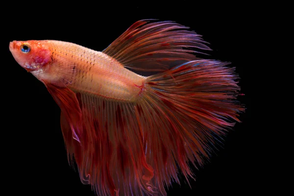 Coloridos Peces Betta Peces Siameses Lucha Movimiento Sobre Fondo Negro — Foto de Stock