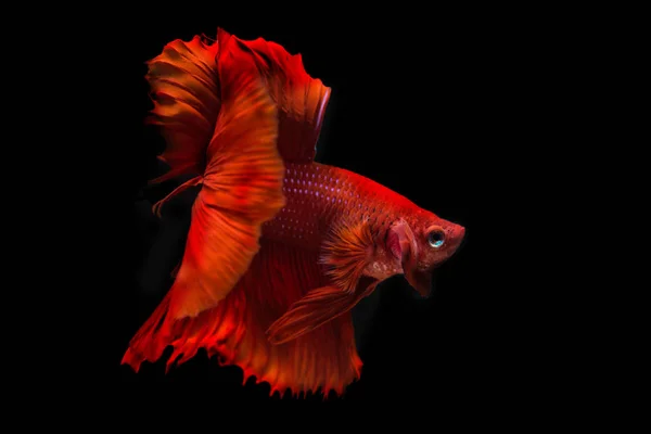 Peces Siameses Rojos Peces Betta Aislados Sobre Fondo Negro — Foto de Stock