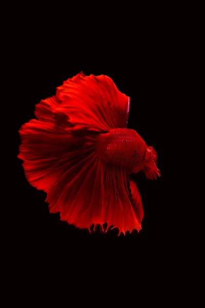 Colas Peces Siameses Rojos Peces Betta Aislados Sobre Fondo Negro — Foto de Stock