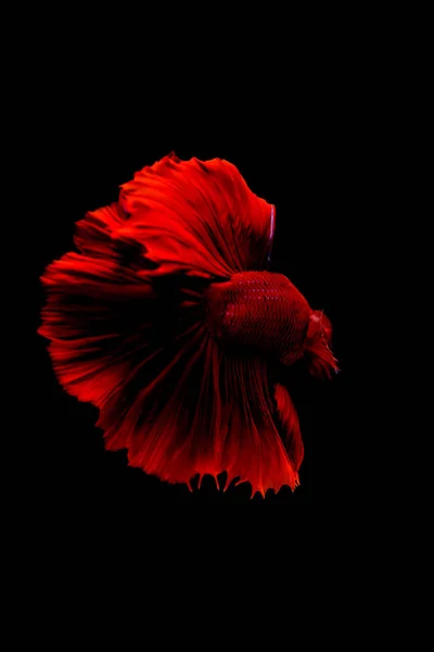 Хвост Красных Сиамских Боевых Рыб Рыб Изолированных Черном Фоне — стоковое фото
