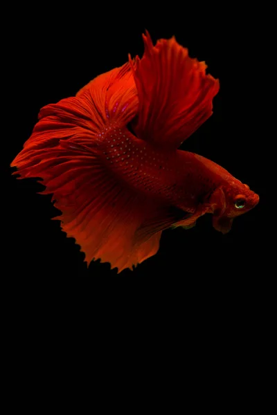 Vermelho Betta Movimento Peixe Fundo Isolado Preto — Fotografia de Stock