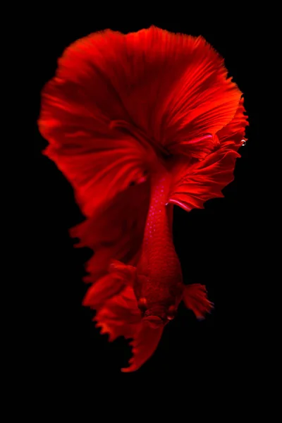 Červená Betta Ryby Hnutí Černém Pozadí Izolované — Stock fotografie