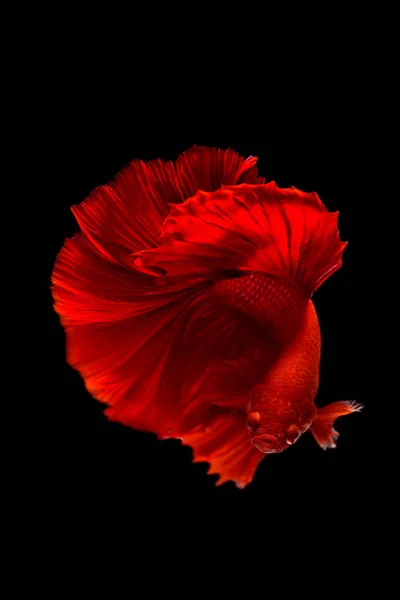 Movimiento Siamés Rojo Lucha Contra Los Peces Sobre Fondo Negro — Foto de Stock